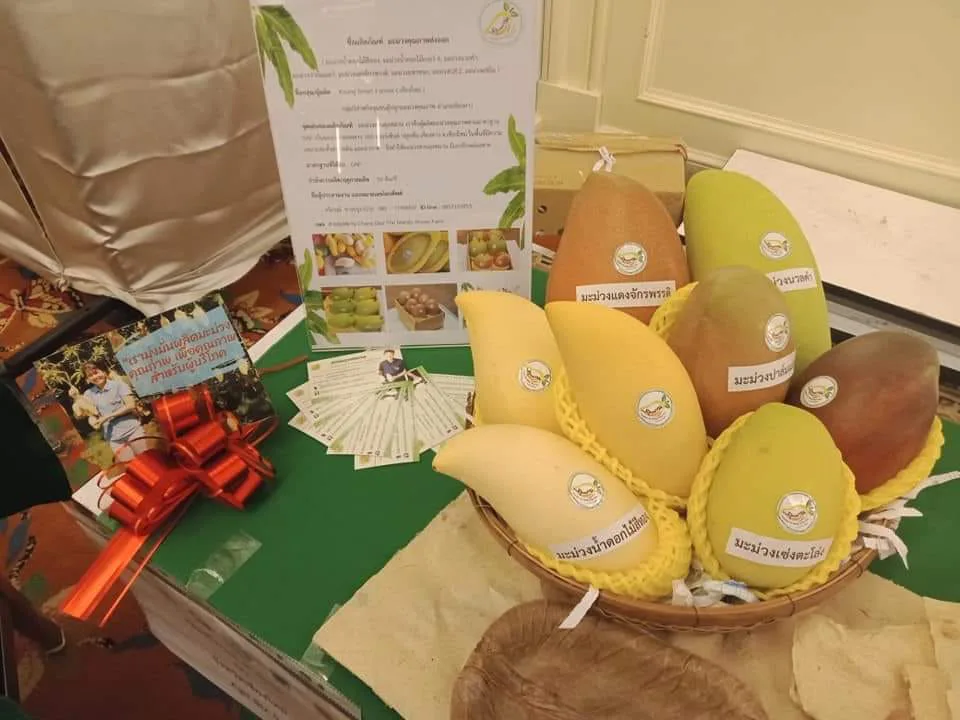 สวนลุงหมาน Chang Dao The Mango House Farm 