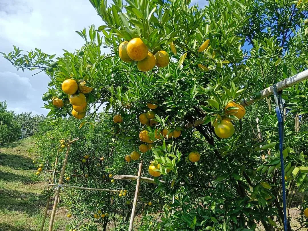 สวนส้มธนพร