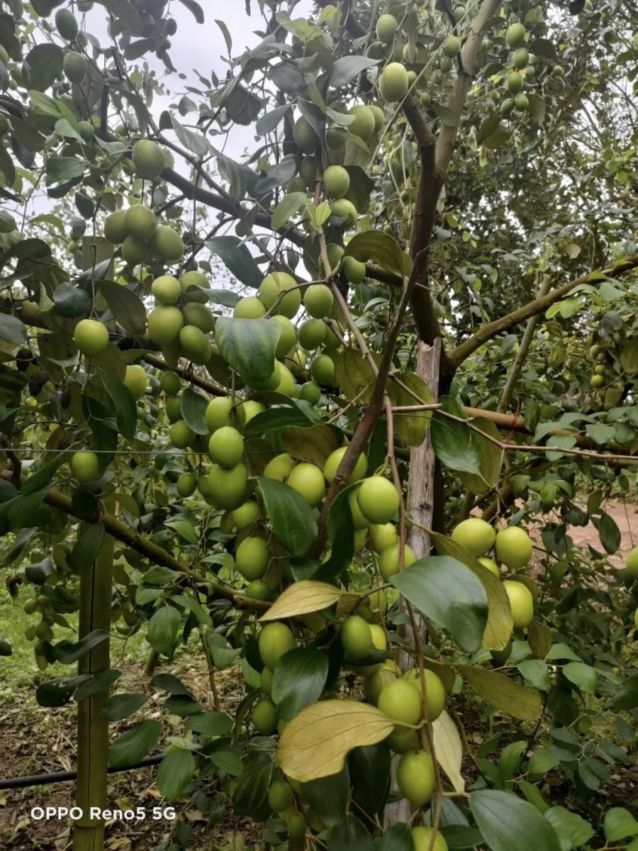 ร้านอนันต์ผลไม้