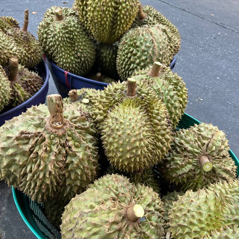 TUMM ตลาดพระประแดง