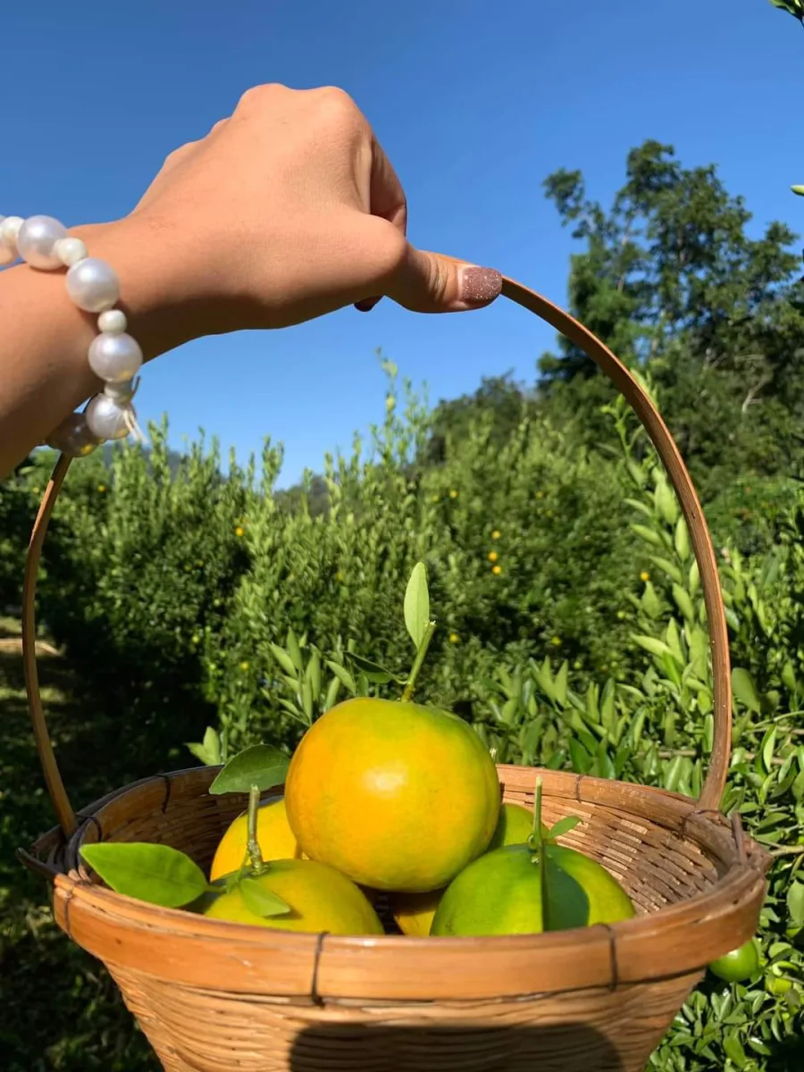 สวนส้มธนพร