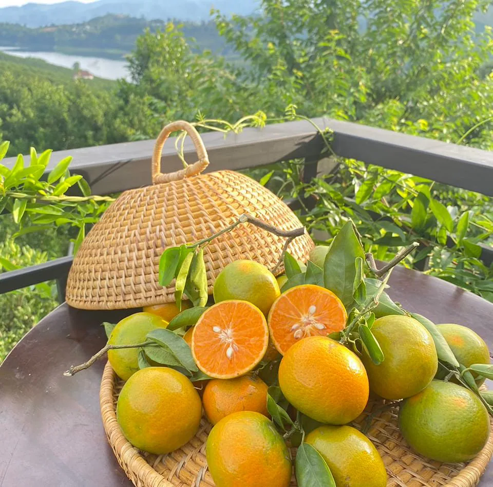 ผลไม้สดดอยอ่างขาง By นัชชา 