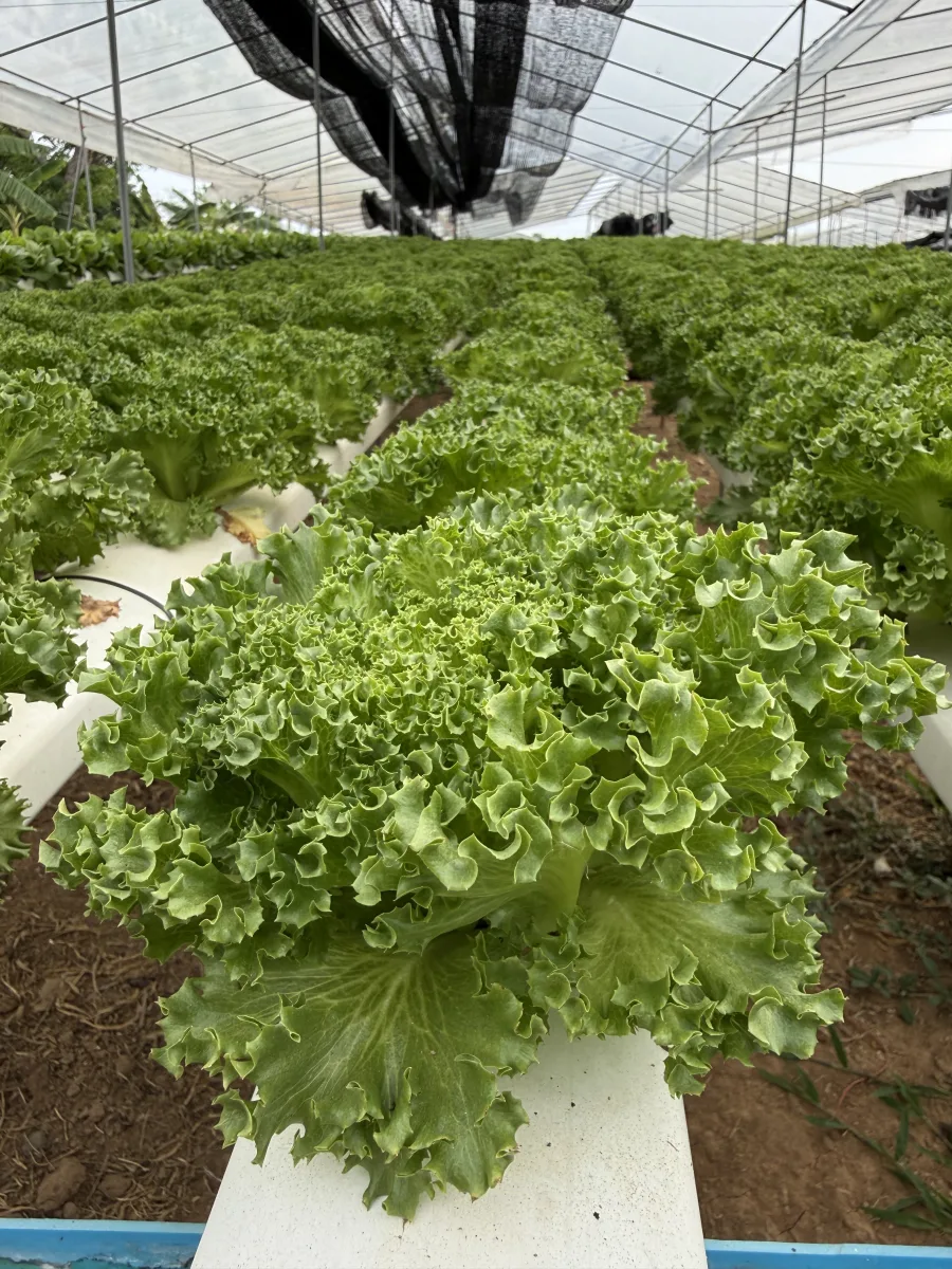 ผักสลัด ฟิลเลย์ ไฮโดรโปนิกส์