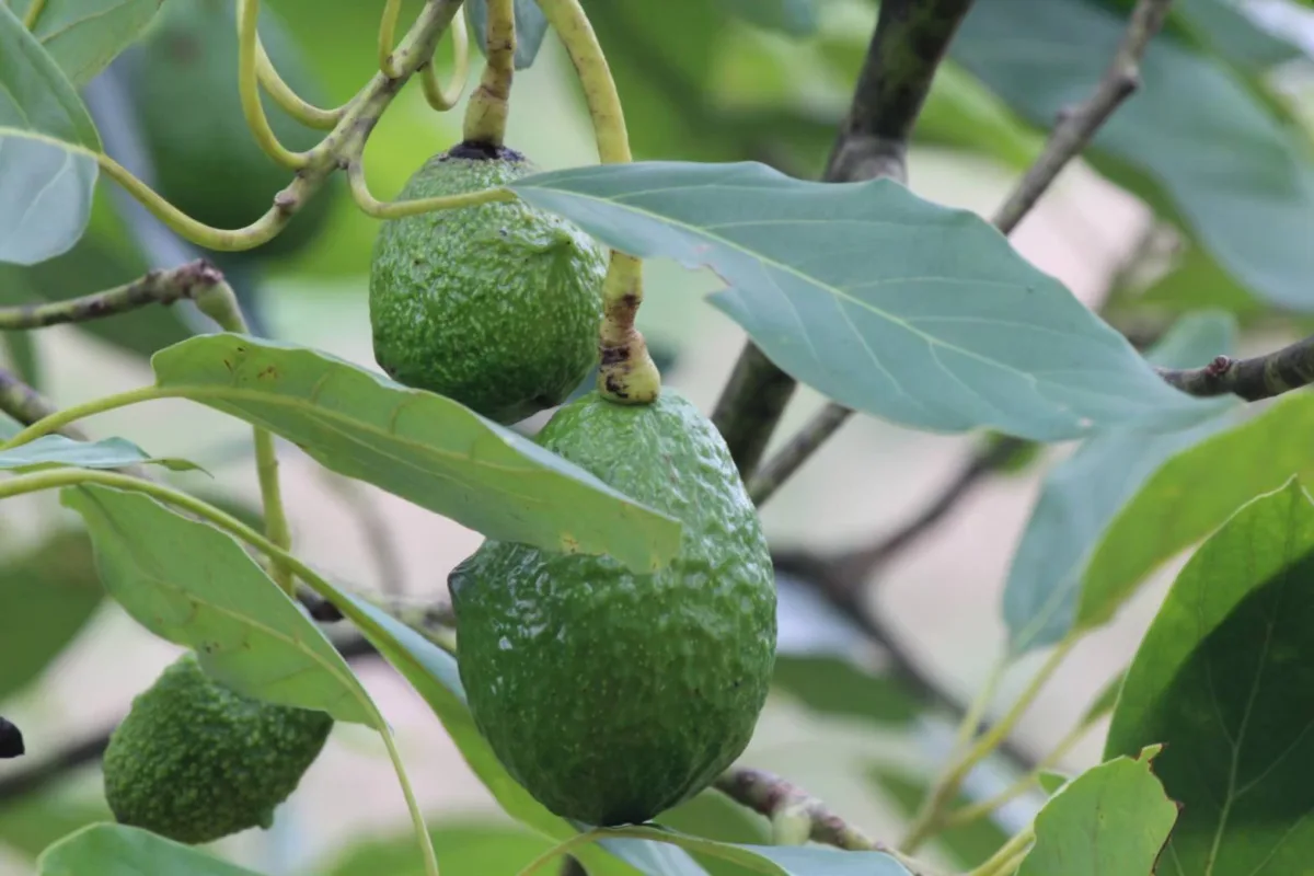 อะโวคาโด