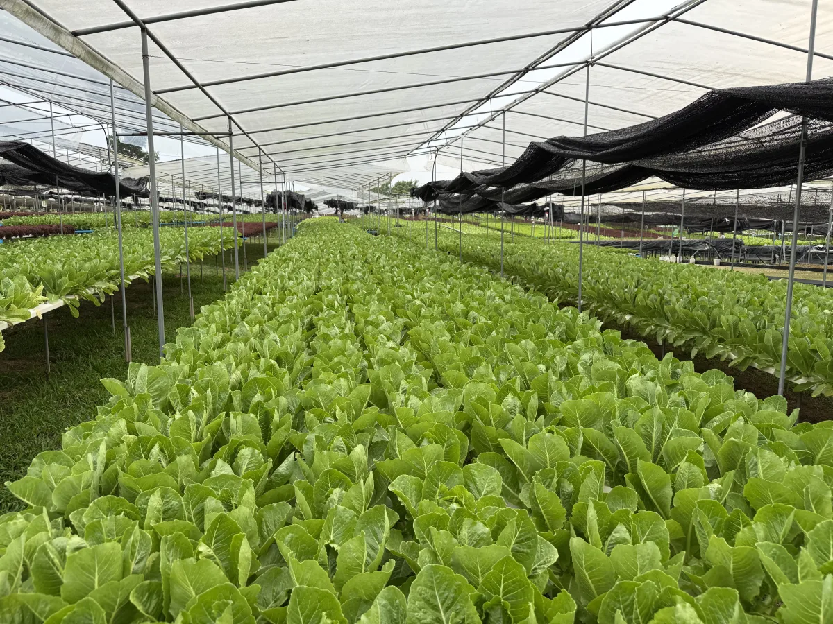 ผักสลัด คอส ไฮโดรโปนิกส์