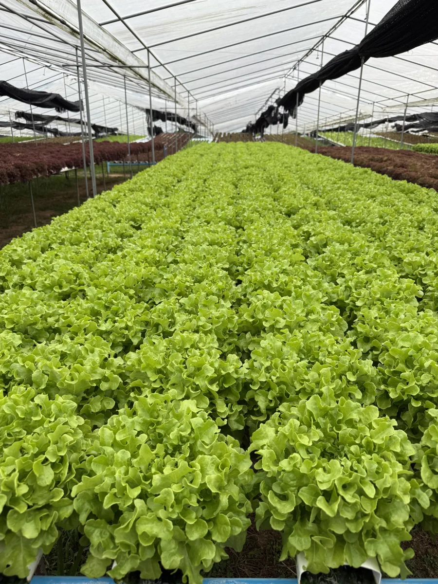 ผักสลัดกรีนโอ๊ค ไฮโดรโปนิกส์