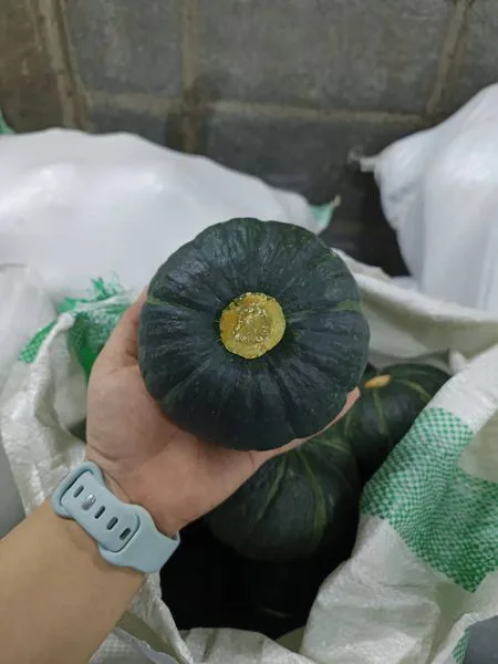 ฟักทองญี่ปุ่น