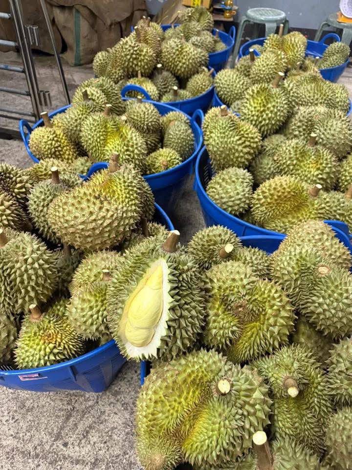 ทุเรียนหมอนทอง 