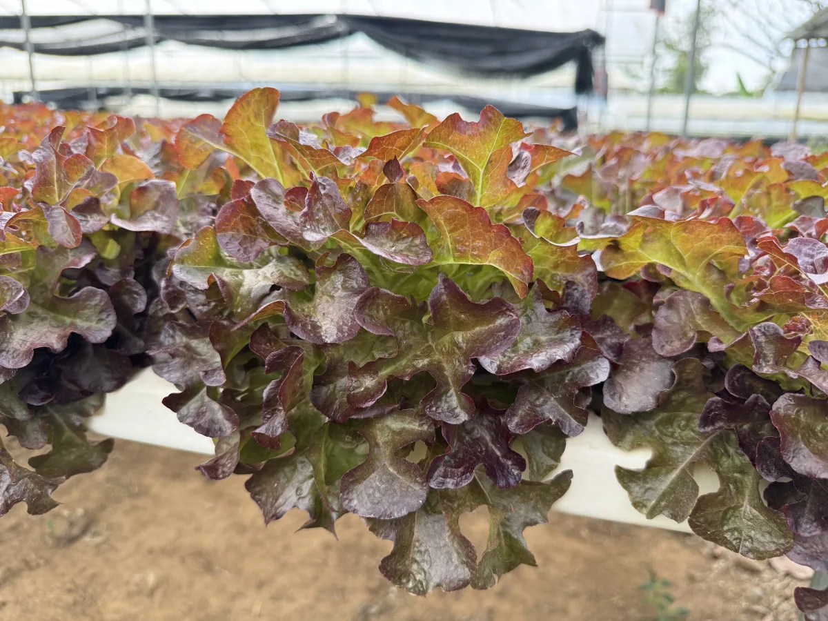 ผักสลัด เรดโอ๊ค ไฮโดรโปนิกส์