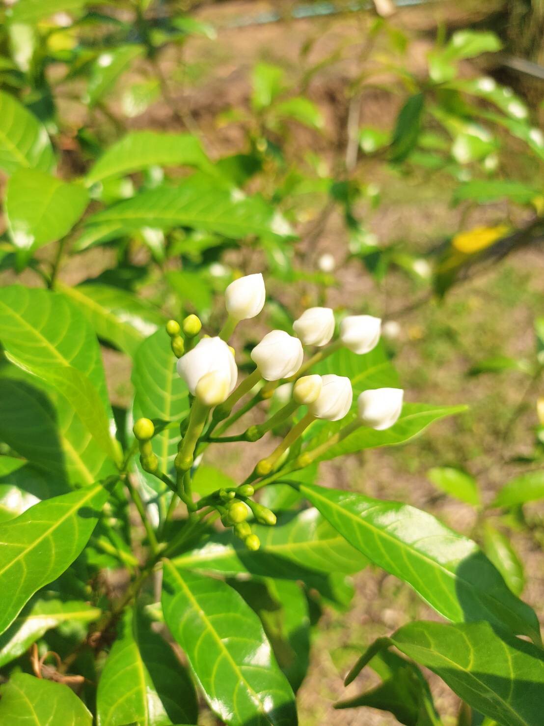 ดอกพุด (เจ้าของสวนขายเอง)