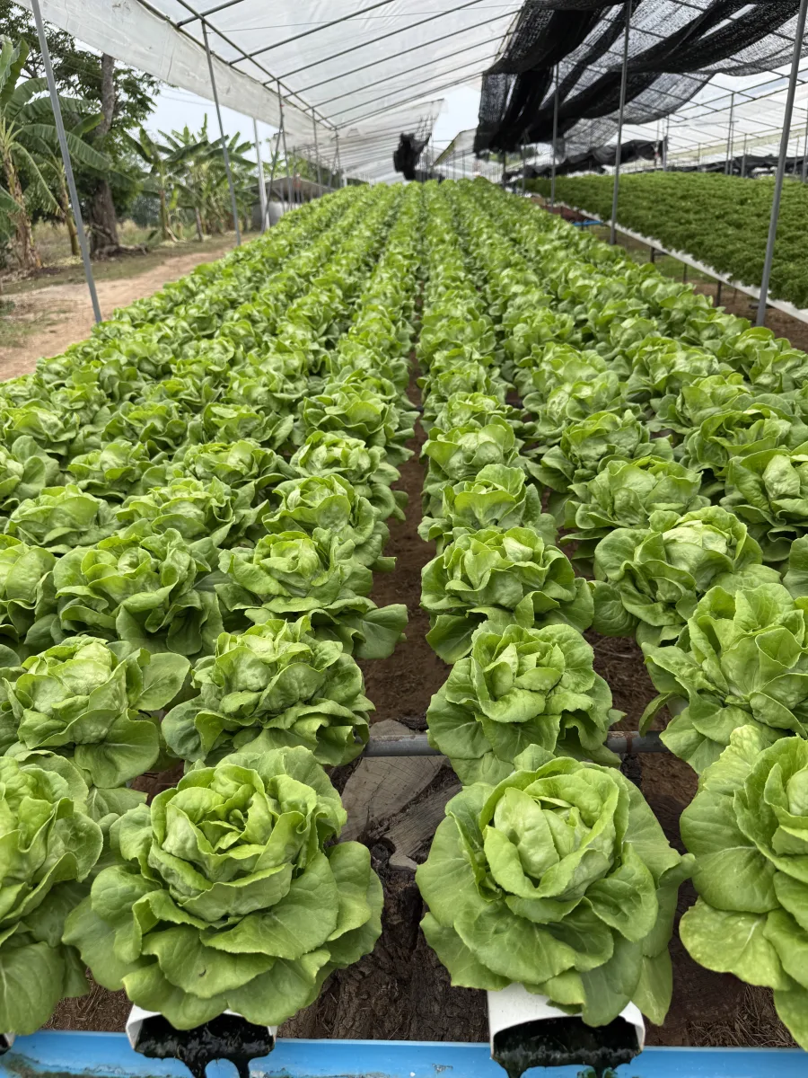 ผักสลัด บัตเตอร์เฮด ไฮโดรโปนิกส์