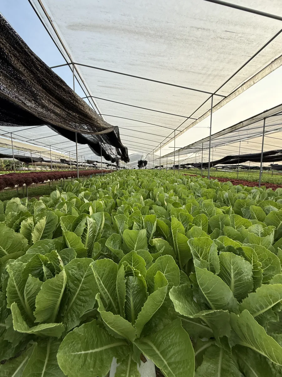 ผักสลัด คอส ไฮโดรโปนิกส์