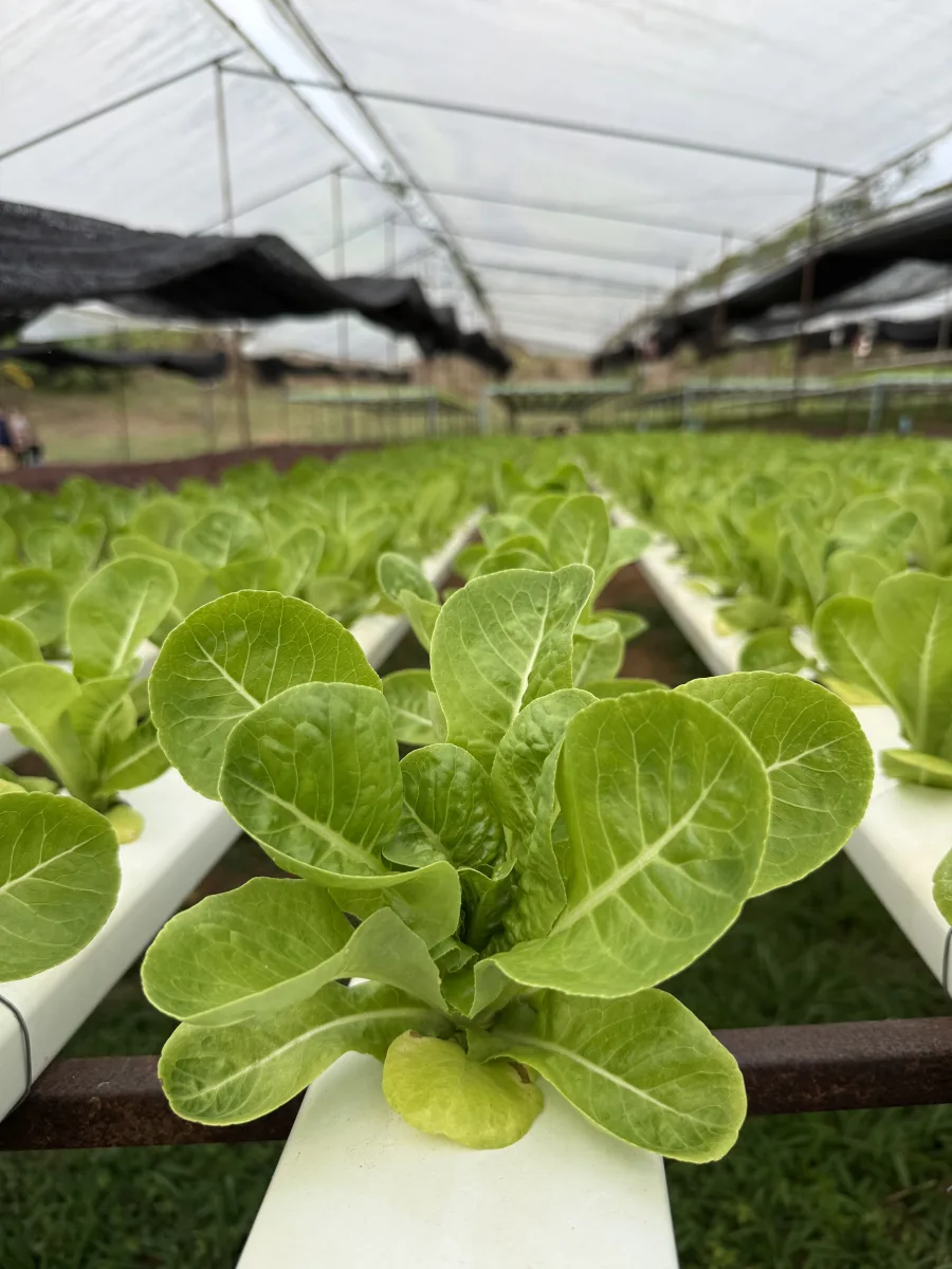 ผักสลัด เบบี้คอส ไฮโดรโปนิกส์