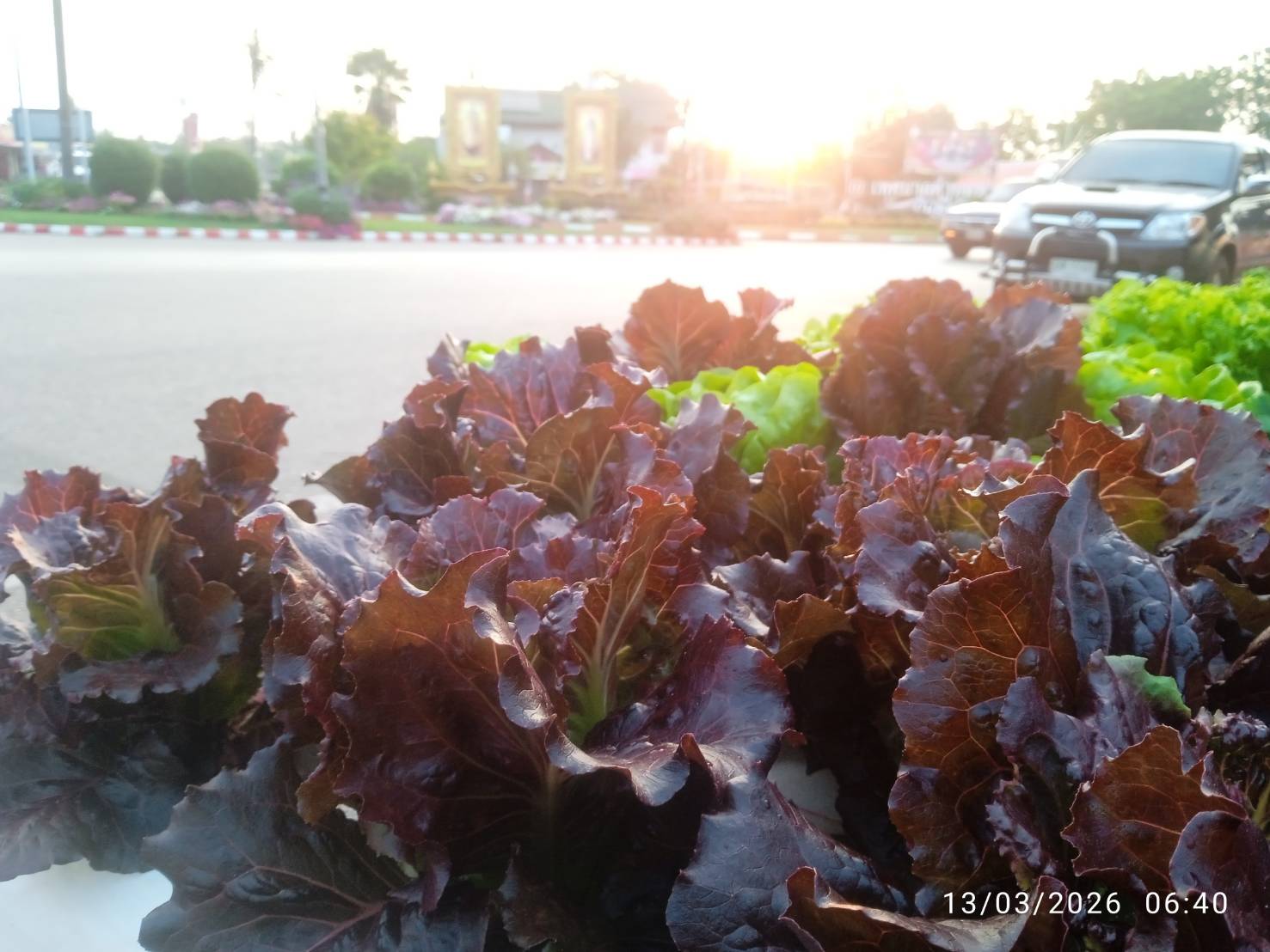 ผักสลัดเรดโอ๊ค ไฮโดรโปนิกส์