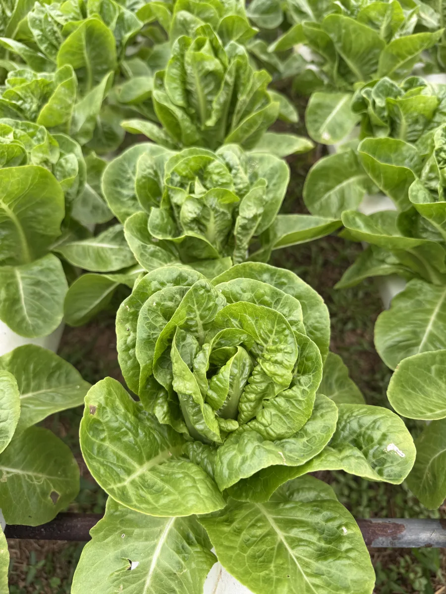 ผักสลัด เบบี้คอส ไฮโดรโปนิกส์