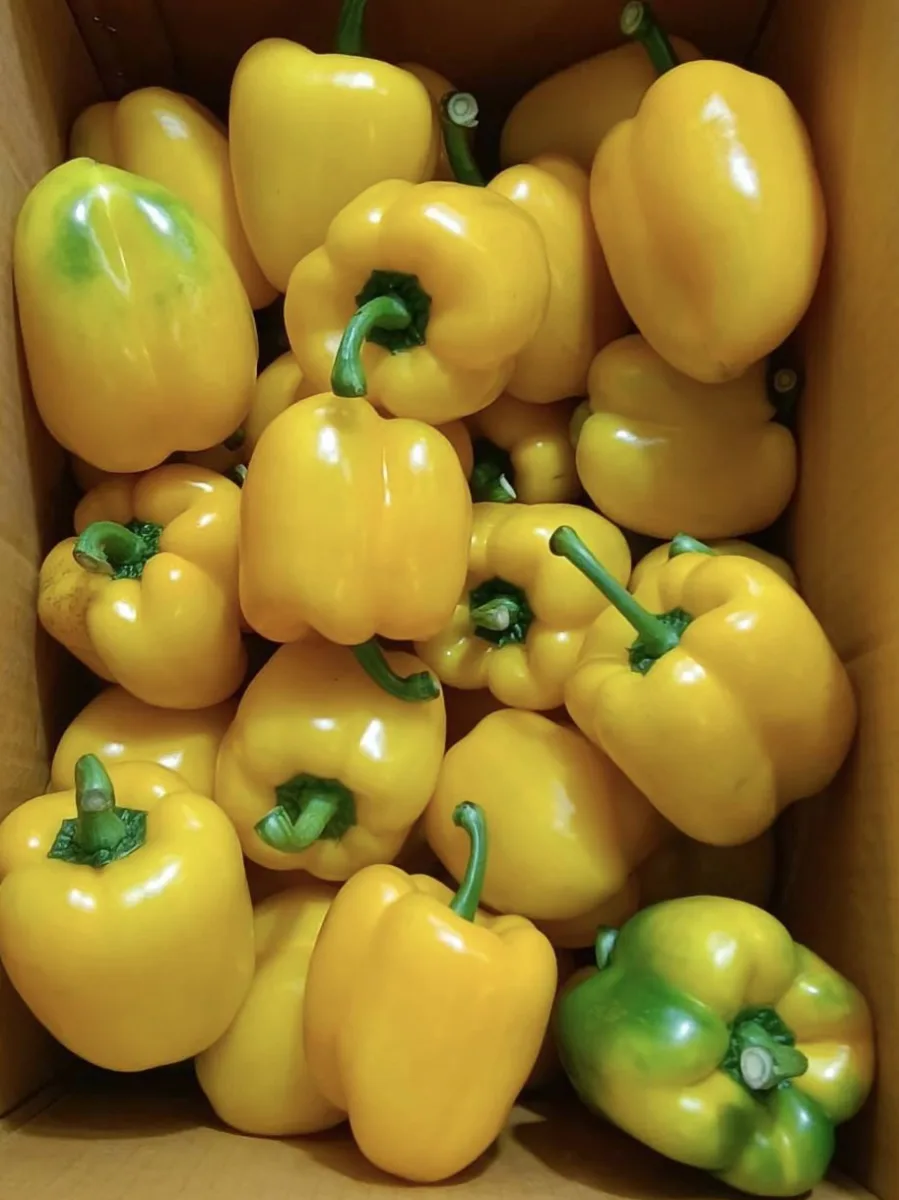 พริกหวานเหลือง