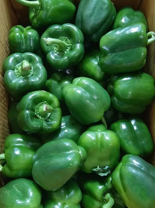 พริกหวานเขียว