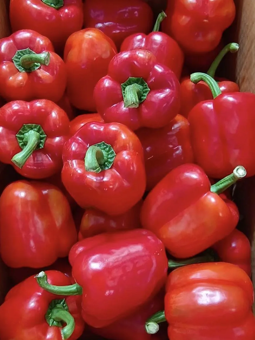 พริกหวานแดง