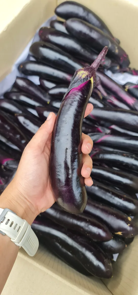 มะเขือม่วงก้านดำ