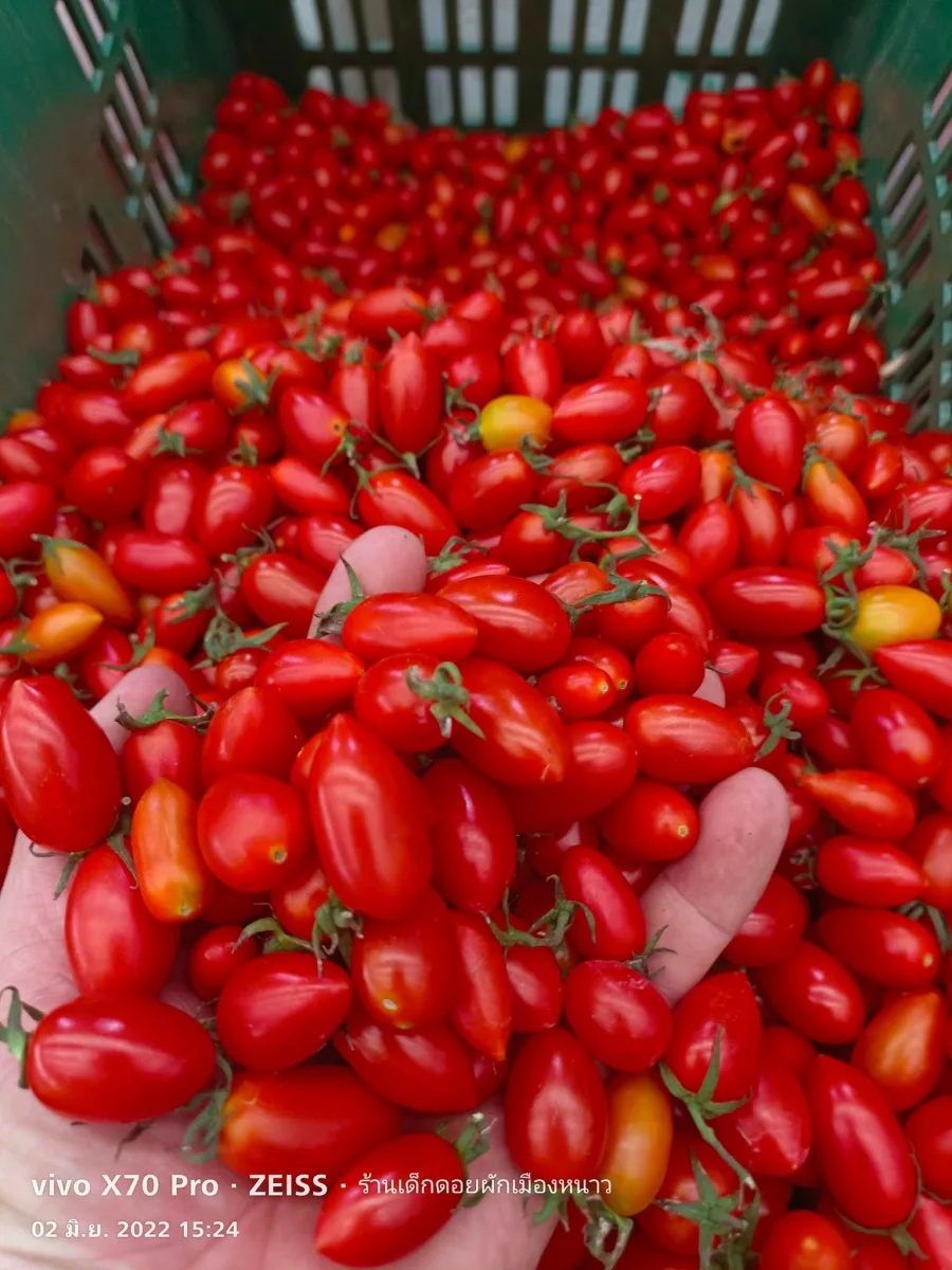 มะเขือเทศราชินี