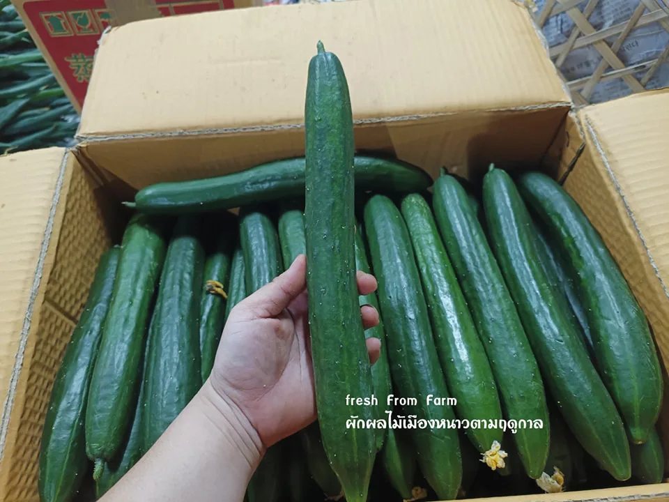 แตงกวาญี่ปุ่น