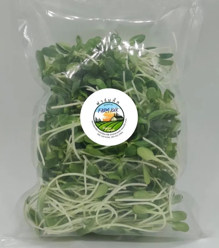 ต้นอ่อนทานตะวัน