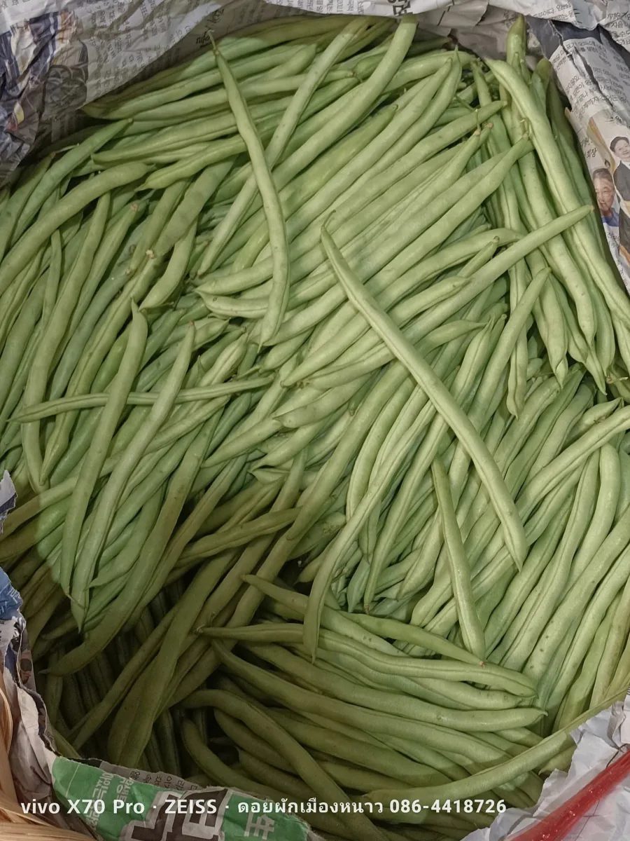 ถั่วแขก