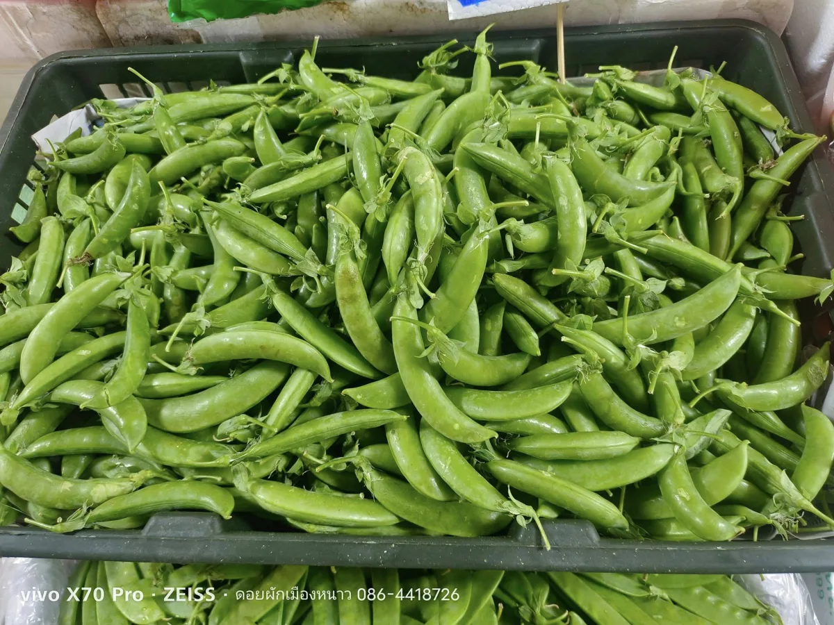 ถั่วลันเตา