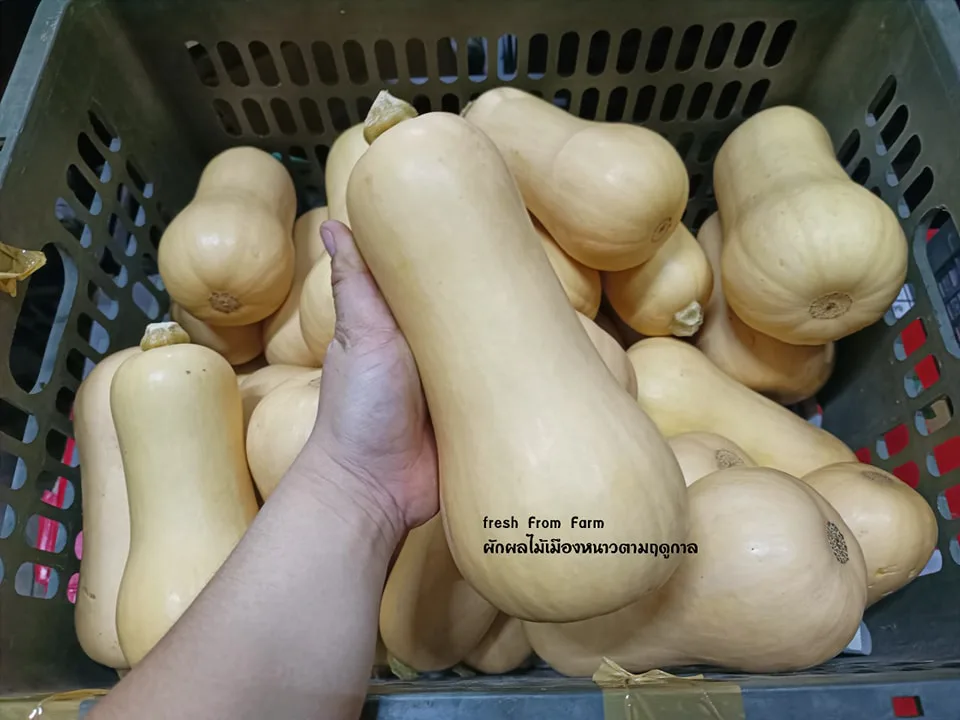 ฟักทองบัตเตอร์นัท