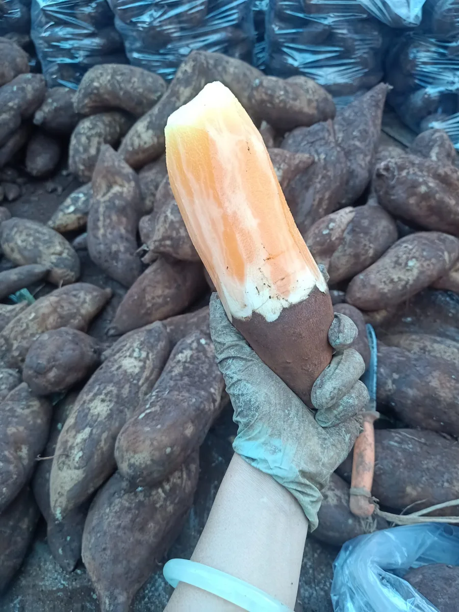 บัวหิมะ