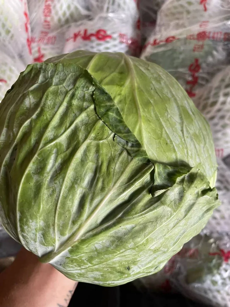 กะหล่ำปลี