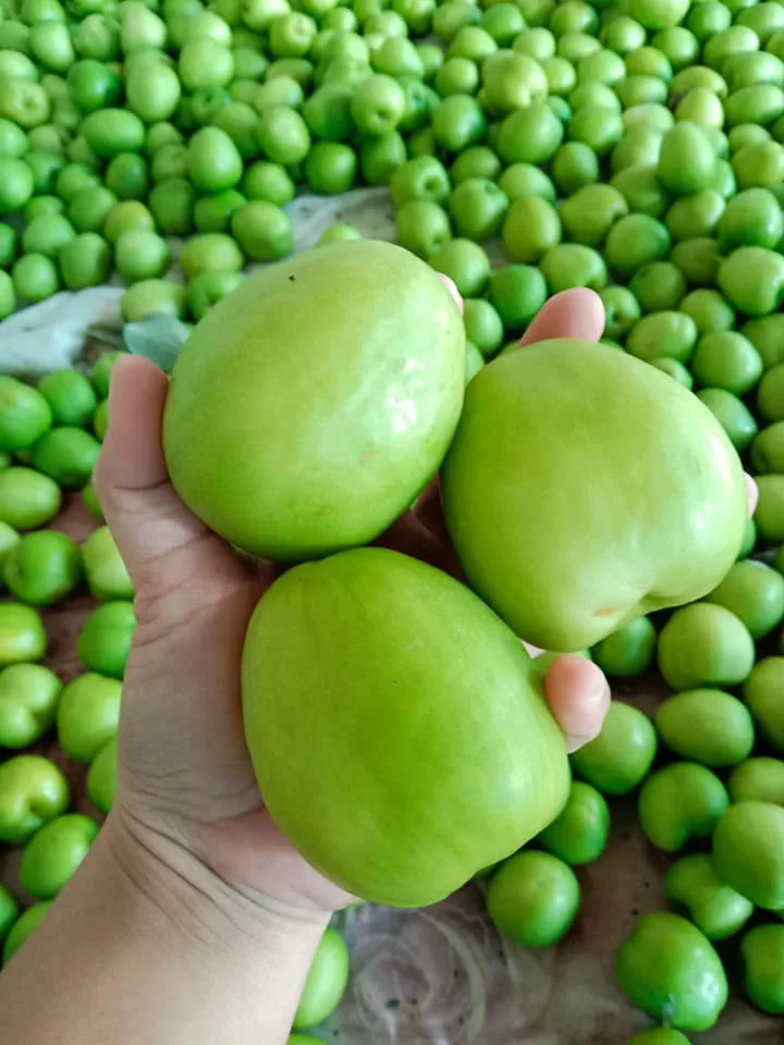 พุทรานมสด