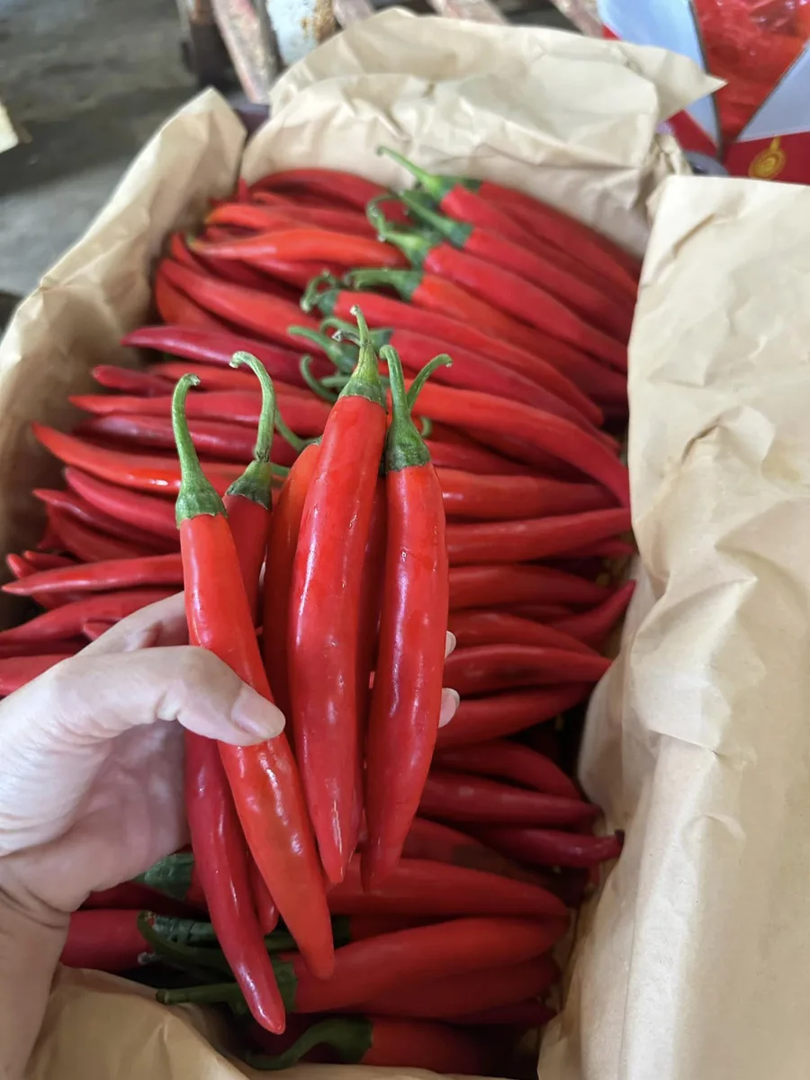 พริกชี้ฟ้า