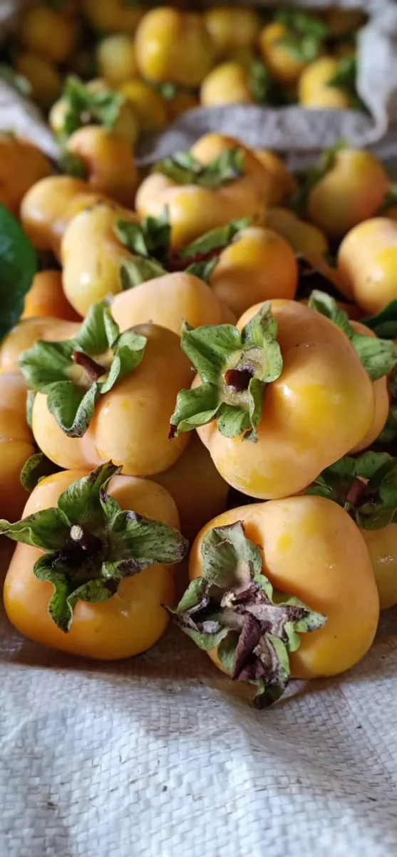 ลูกพลับ