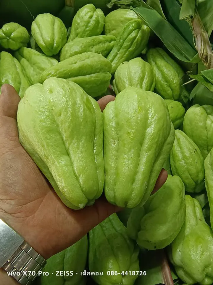 ลูกฟักแม้ว