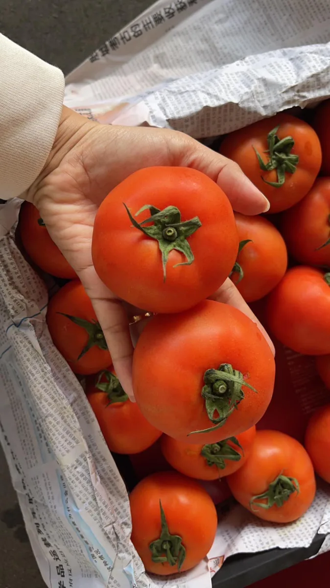 มะเขือเทศเนื้อ