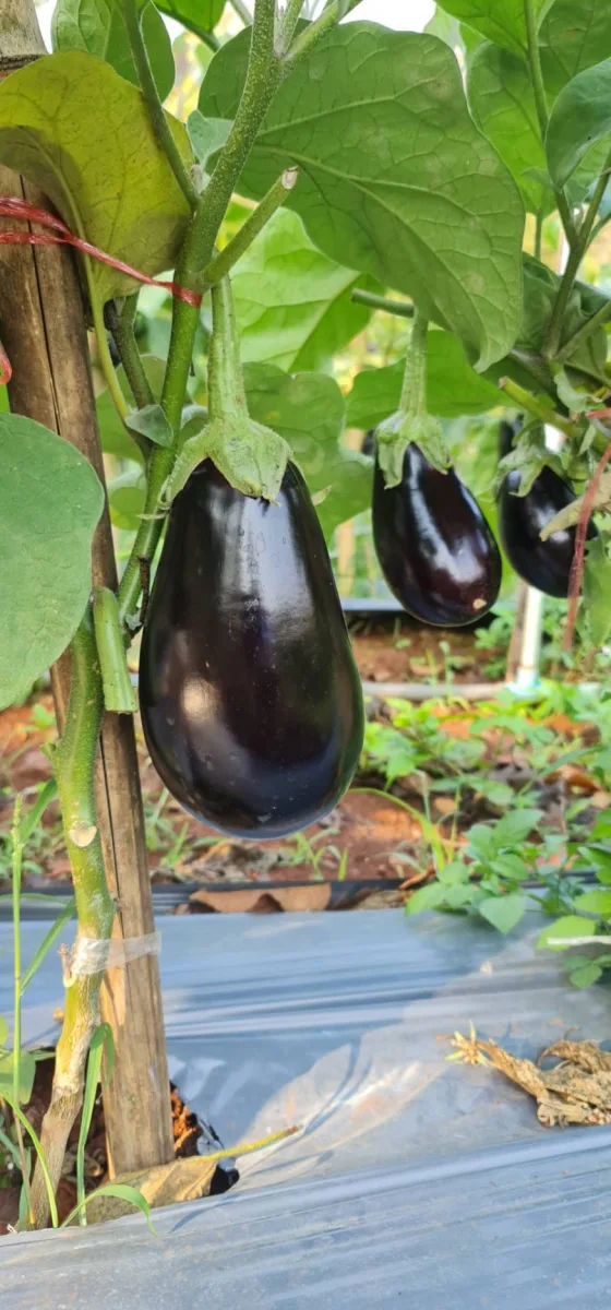 มะเขือม่วงก้านเขียว