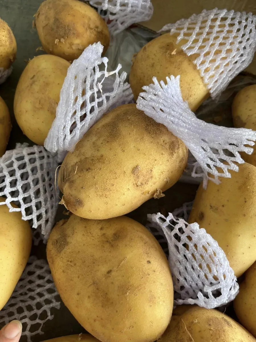 มันฝรั่ง