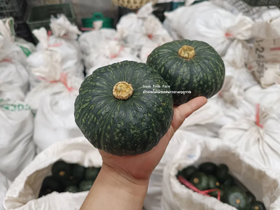 ฟักทองมินิบอล