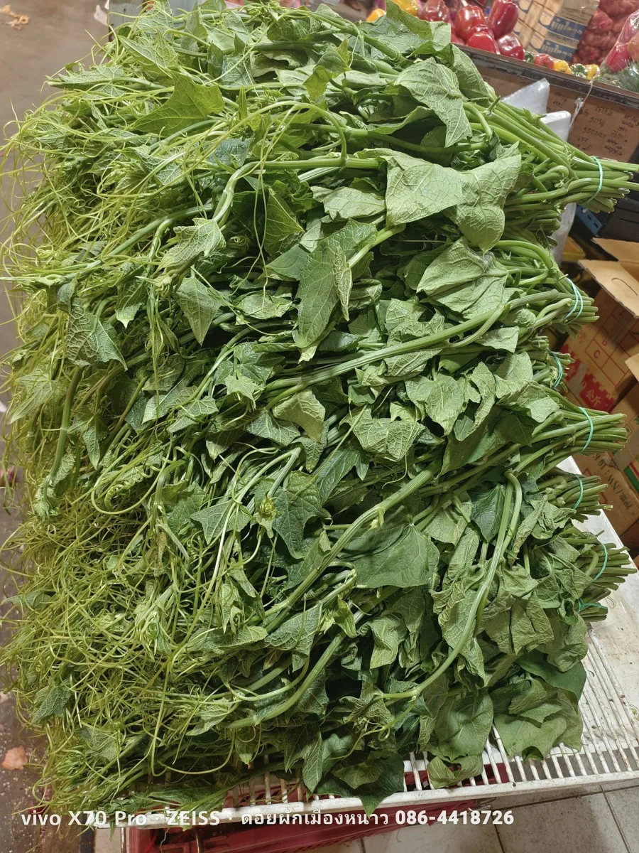 ยอดแม้ว