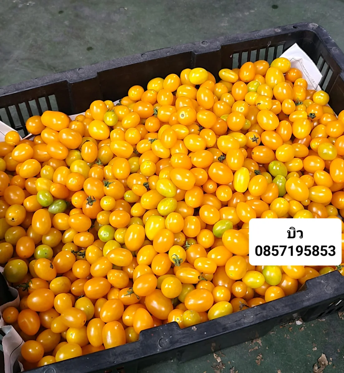 มะเขือเทศราชินีเหลือง