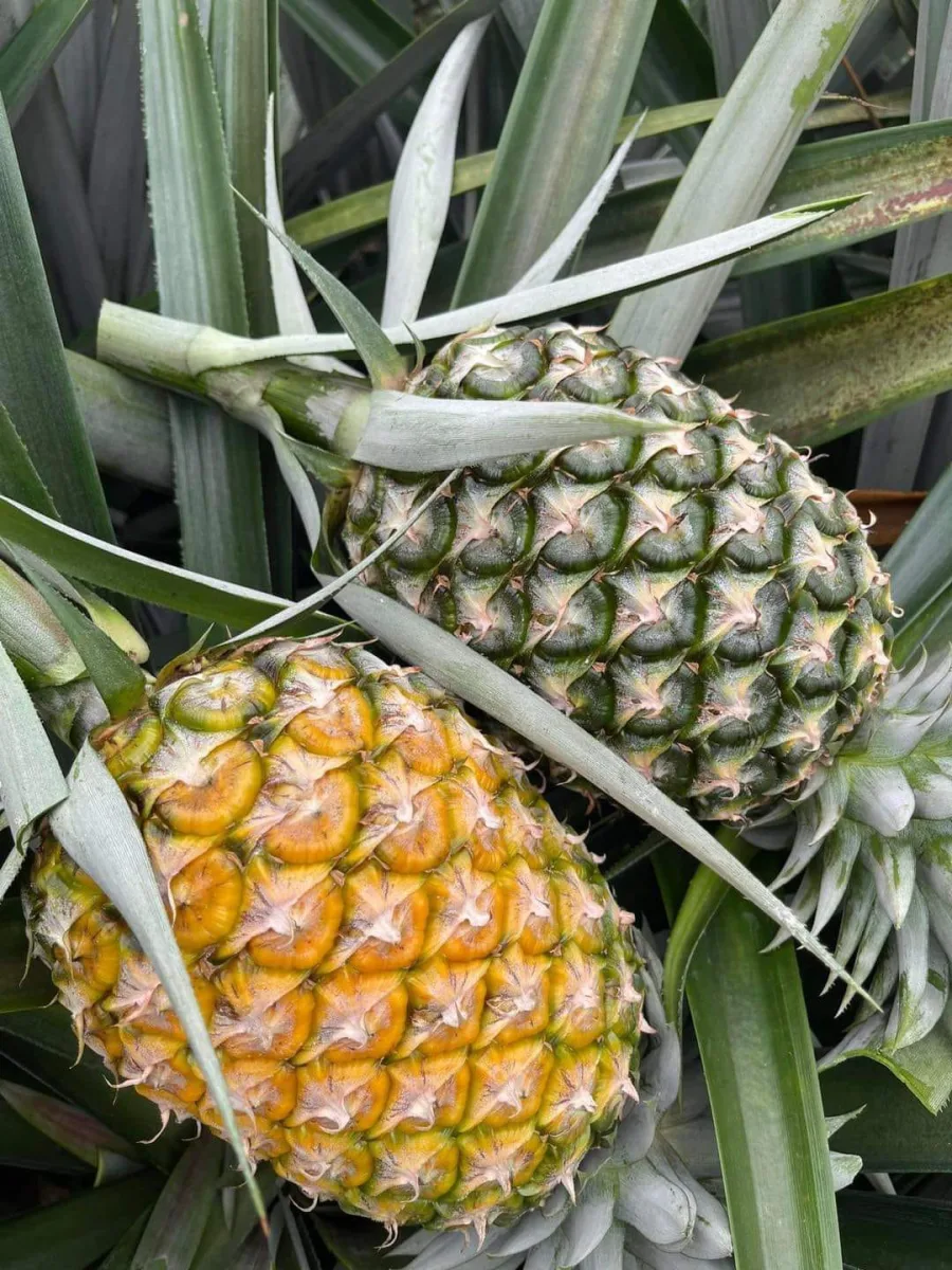 สับปะรด