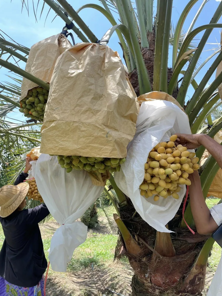 อินทผลัม