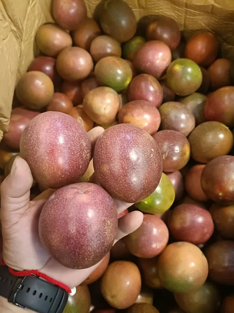 เสาวรสทองม่วง